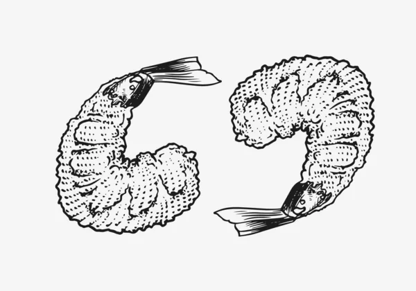 Camarão para sushi. Comida do mar japonesa. Desenho à mão esboço gravado para menu. Estilo monocromático. Ilustrações vetoriais —  Vetores de Stock