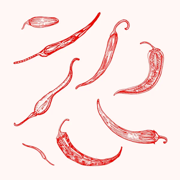 Red hot chili peppers in vintage style. Salad ingredients. Farm vegetable. Vector illustration. Hand drawn engraved retro sketch. Doodle style — Stock Vector