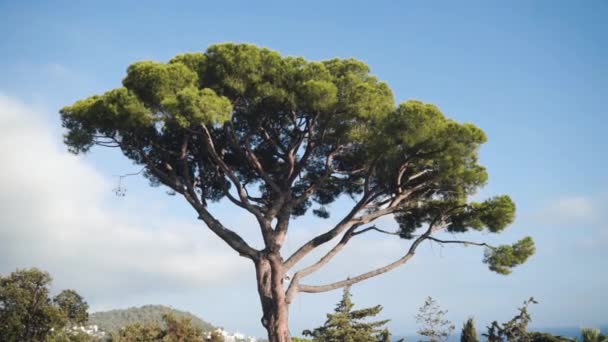 Piedra italiana pino o paraguas pino o sombrilla árbol. Hermoso árbol contra un cielo azul en el sur de Francia. — Vídeos de Stock