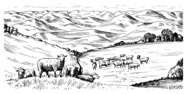 Pradera rural. Un paisaje de pueblo con ovejas, colinas y una granja. Vista panorámica soleada del país. Dibujo grabado a mano. Banner rústico vintage para letrero de madera o insignia o etiqueta. — Archivo Imágenes Vectoriales