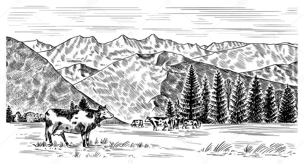 Rural meadow. Village landscape with cows, hills and a farm. Sunny scenic view. Hand drawn engraved sketch. Vintage banner for wooden sign or badge or label. Vector illustration