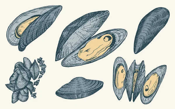 Moules de mer dans un style rétro vintage. Des mollusques marins. Nourriture marine. Illustration vectorielle. Croquis rétro gravé à la main. Ancien style monochrome antique. — Image vectorielle