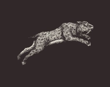 Kılıç dişli kaplan, kedi ya da Smilodon. Tarih öncesi memeliler. Nesli tükenmiş bir hayvan. Vintage retro vektör çizimi. Doodle tarzı. Elle çizilmiş çizim