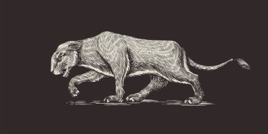 Avrupa mağara aslanı. Panthera spelaea. Nesli tükenmiş bozkır hayvanı. Vintage retro vektör çizimi. Doodle tarzı. Elle çizilmiş çizim