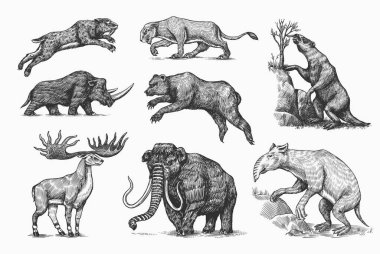 Mamut ya da nesli tükenmiş fil, yünlü gergedan ayı aslanı. Panthera Kılıç dişli kaplan, İrlanda geyiği ya da geyik, yer tembel hayvanı, Megatheriidae. Klasik hayvan. Retro memeliler. Elle çizilmiş çizim.