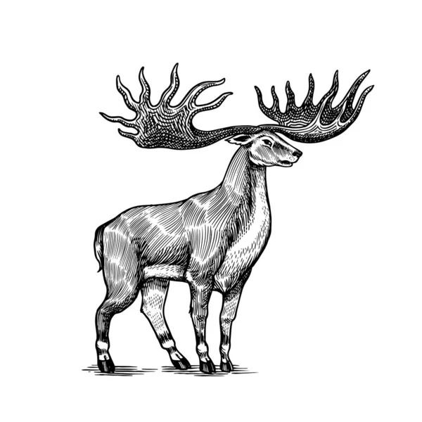 28 Irish elk Vector Images, Irish elk Illustrations Depositphotos