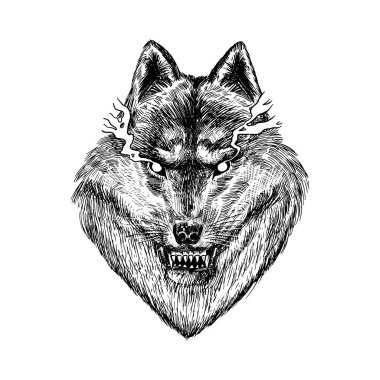 Gri kurt. Gri kurt. Yırtıcı bir hayvan. Vahşi orman hayvanı. Damga, tişört ya da tipografi ya da rozet için eski bir çizim..