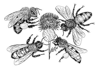  Arı ve Bal. Meyve suyu ve böcek. Tişört, tipografi ya da rozet için eski bir taslak. Vektör illüstrasyonu