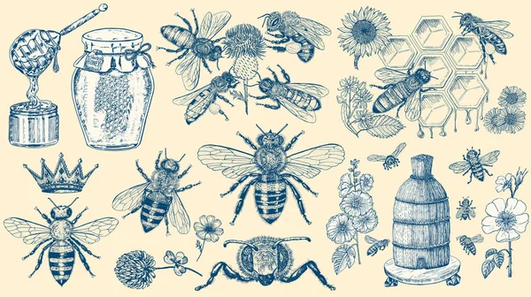 Bee och Honey klara. Mead och insekt och blommor och biodling. Honeycomb och kupa Vector Graverad handritad Vintage gammal skiss för t-shirt eller typografi eller badge. Vektorillustration — Stock vektor