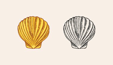 Deniz kabuğu ya da yumuşakça farklı şekillerde. Eski bir çizime oyulmuş el resmi, klasik tarzda. Denizci ya da denizci, canavar ya da yiyecek. Okyanustaki hayvanlar.