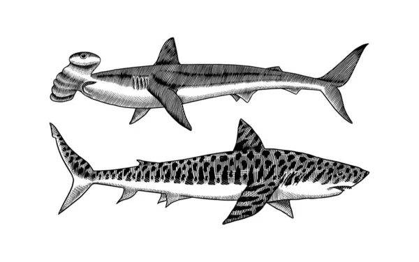 Grand requin marteau et requin tigre. Prédateur marin requiem animal. La vie marine. Croquis vintage gravé à la main. Des poissons marins. Illustration vectorielle pour toile, logo ou t-shirt. — Image vectorielle