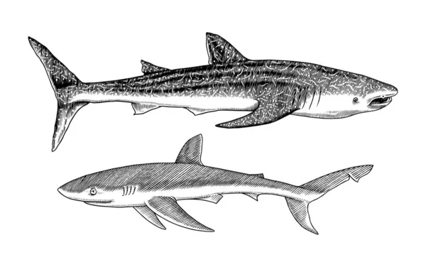 Balina köpekbalığı ve mavi köpekbalığı. Deniz yırtıcı hayvanı. Deniz hayatı. Elle çizilmiş eski model bir eskiz. Okyanus balığı. Web, logo veya tişört için vektör illüstrasyonu. — Stok Vektör