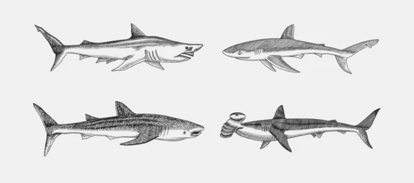 Balina ve Mavi Köpekbalığı. Büyük çekiç başı ve kum köpekbalığı. Deniz yırtıcı hayvanı. Deniz hayatı. Elle çizilmiş eski model bir eskiz. Okyanus balığı. Web, logo veya tişört için vektör illüstrasyonu. — Stok Vektör