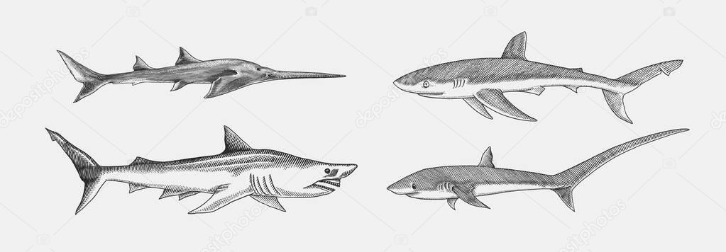 Blue shark and Sixgill sawshark. Sand and Thresher shark. Marine predator animal. Sea life. Hand drawn vintage engraved sketch. Ocean fish. Vector illustration for web, logo or t-shirt