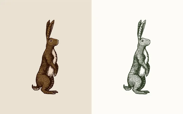 Wildhase oder braunes Kaninchen stehen auf den Hinterbeinen. Europäischer Hase oder feiger Keks. Handgezeichnete gravierte alte Tierskizze für T-Shirt, Tätowierung oder Etikett oder Poster. Vektorillustration. — Stockvektor