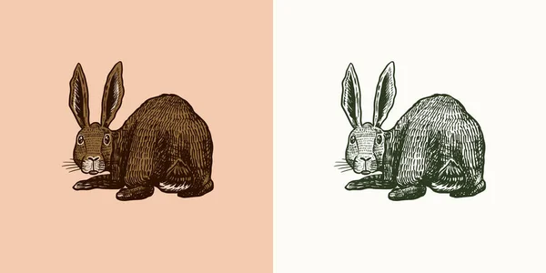 Vild hare. Kanin ser tillbaka. Bunny eller Coney. Handritad graverad gammal djur skiss för T-shirt, tatuering eller etikett eller affisch. Vektorillustration. — Stock vektor