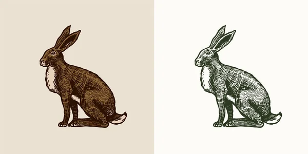 Wildhase oder braunes Kaninchen sitzen. Europäischer Hase oder feiger Keks. Handgezeichnete gravierte alte Tierskizze für T-Shirt, Tätowierung oder Etikett oder Poster. Vektorillustration. — Stockvektor