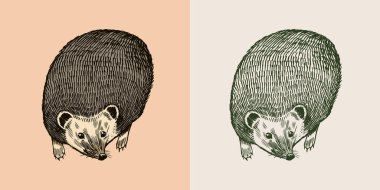 Kirpi ya da Dikenli Orman Hayvanı. Uçan bir pozisyonda dikenli bir yaratık. Etiket veya poster için vektör oymalı el çizimi Vintage çizimi.