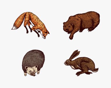 Orman hayvanları. Ayı Boz Ayı ve Kızıl Tilki, Tavşan ve Kirpi. Zıplayan hayvanlar. Etiket veya poster için vektör oymalı el çizimi Vintage çizimi.