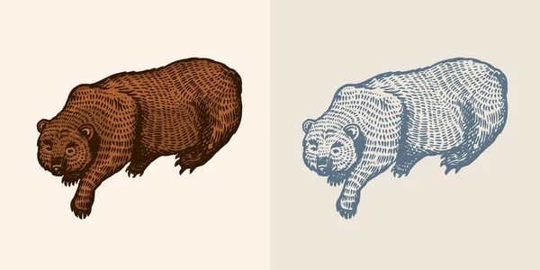 Urso Grizzly em estilo vintage. Um animal selvagem castanho. A besta está a brincar. Desenho à mão gravado esboço antigo para t-shirt, tatuagem ou etiqueta ou cartaz. Ilustração vetorial. — Vetor de Stock