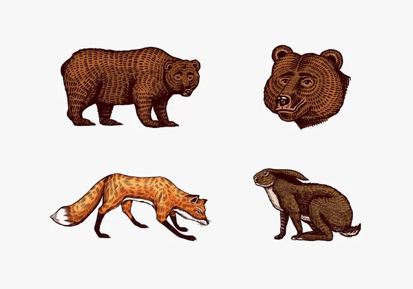 Animais da floresta. Bear Grizzly e Red Fox, Hare e Hedgehog. Bestas saltadoras. Vetor Gravado à mão desenhado Esboço vintage para etiqueta ou cartaz. —  Vetores de Stock