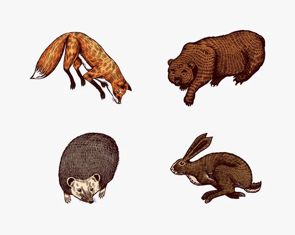 Animais da floresta. Bear Grizzly e Red Fox, Hare e Hedgehog. Bestas saltadoras. Vetor Gravado à mão desenhado Esboço vintage para etiqueta ou cartaz. — Vetor de Stock