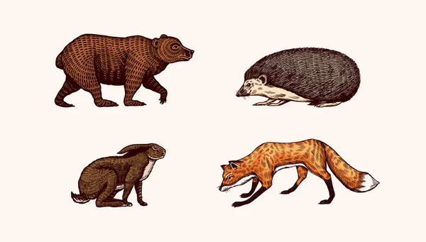 Erdei állatok. Medve Grizzly és Vörös Róka, Nyúl és Hedgehog. Ugráló szörnyek. Vector gravírozott kézzel rajzolt Vintage vázlat címke vagy poszter. — Stock Vector
