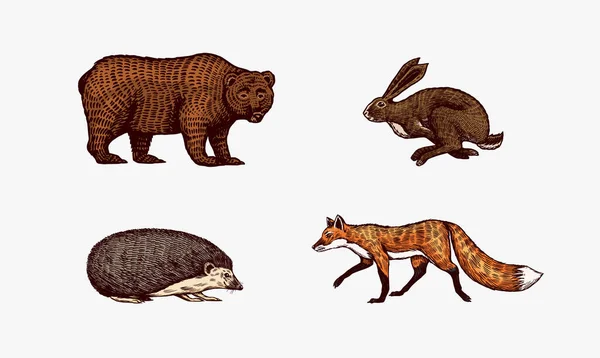 Animais da floresta. Bear Grizzly e Red Fox, Hare e Hedgehog. Bestas saltadoras. Vetor Gravado à mão desenhado Esboço vintage para etiqueta ou cartaz. — Vetor de Stock