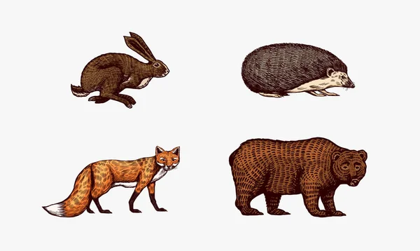 Animais da floresta. Bear Grizzly e Red Fox, Hare e Hedgehog. Bestas saltadoras. Vetor Gravado à mão desenhado Esboço vintage para etiqueta ou cartaz. —  Vetores de Stock