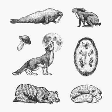 Orman hayvanları. Bear Grizzly, Wolf ve Red Fox, Hare ve Hedgehog ve Seal. Canavarlar uyuyor. Etiket veya poster için vektör oymalı el çizimi Vintage çizimi.