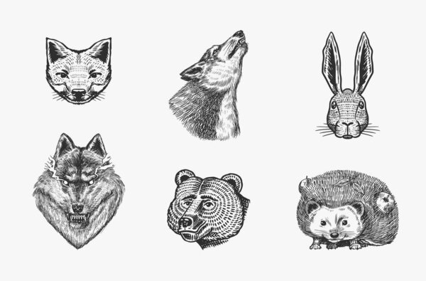 Forest animals. Bear Grizzly, Wolf and red Fox, Hare and Hedgehog and Seal. The face of the beasts. Close up. Vector Engraved hand drawn Vintage sketch for label or poster.
