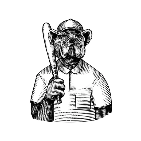 Σκύλος. Μπουλντόγκ παίκτης μπέιζμπολ με ρόπαλο. Μοντέρνο ζώο, βιτοριανός κύριος με σακάκι. Χειροποίητο ζωγραφισμένο παλιό μονόχρωμο σκίτσο. Εικονογράφηση διάνυσμα για t-shirt, τατουάζ ή σήμα — Διανυσματικό Αρχείο