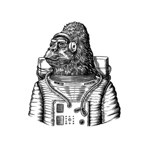 Gorilla astronaut karaktär. Monkey rymdman kosmonaut. Fashionabla djur, vitorisk gentleman i jacka. Handritad Graverad gammal monokrom skiss. Vektorillustration för t-shirt, tatuering — Stock vektor