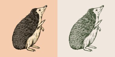 Kirpi arka ayakları üzerinde duruyor. Dikenli orman hayvanı. Huysuz yaratık. Etiket veya poster için vektör oymalı el çizimi Vintage çizimi.