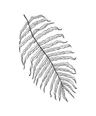 Palmiye ağacı. Tropikal ya da egzotik yaprak ve yapraklar. Klasik eğreltiotu. İşlenmiş çiçekler. El çizimi. Botanik geçmişi. Ağaç yapraklarının vektör çizimi