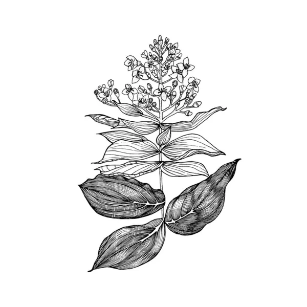 Medinilla. Blommande växter. Tropiska eller exotiska blad och blad. Vintage ormbunke. Graverade blommor. Handritad. Botanisk bakgrund. Sommarört — Stock vektor