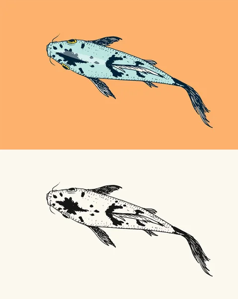 鯉、日本の魚。韓国の動物。手描き線画ポスターやラベルのためのヴィンテージタトゥーモノクロスケッチ. — ストックベクタ