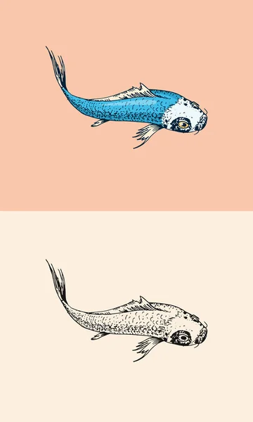 Carpe koï, poisson japonais. Animal coréen. Croquis monochrome de tatouage vintage gravé à la main pour affiche ou étiquette. — Image vectorielle