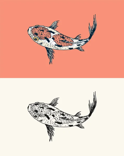 Koi carp, Japanese fish. Korean animal. Engraved hand drawn line art Vintage tattoo monochrome sketch for poster or label. — Stock Vector