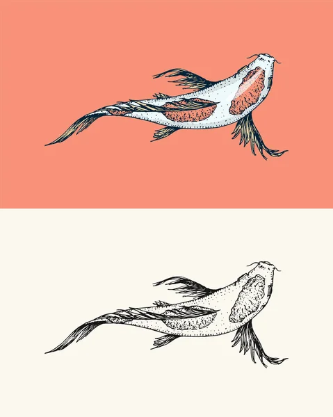 Carpa Koi, peixe japonês. Animal coreano. Gravado mão desenhada linha arte Vintage tatuagem monocromático esboço para cartaz ou rótulo. —  Vetores de Stock