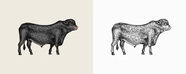 Vaca doméstica. Animal de granja. Bosquejo vintage para tienda. Insignia para camisetas. Grabado a mano ilustración vectorial. — Archivo Imágenes Vectoriales