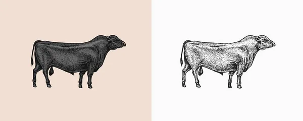Vaca doméstica. Animal de granja. Bosquejo vintage para tienda. Insignia para camisetas. Grabado a mano ilustración vectorial. — Vector de stock