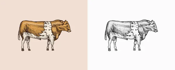 Vaca doméstica. Animal de granja. Bosquejo vintage para tienda. Insignia para camisetas. Grabado a mano ilustración vectorial. — Vector de stock