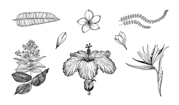 Palmier, Strelitzia, Hibiscus, Plumeria, Medinilla. Plantes à fleurs. Feuilles et feuilles tropicales ou exotiques. Fougère vintage. Fleurs gravées. Tiré à la main. Contexte botanique. — Image vectorielle