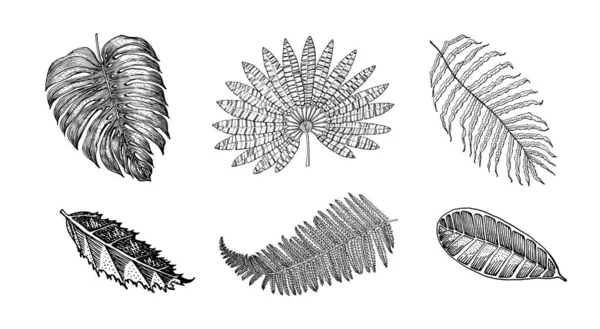 Пальмова рослина, Монстера. Квітучі рослини. Тропічне або екзотичне листя і листя. Вінтажний папороть. Виграбовані квіти. Намальований вручну. Ботанічне тло. — стоковий вектор