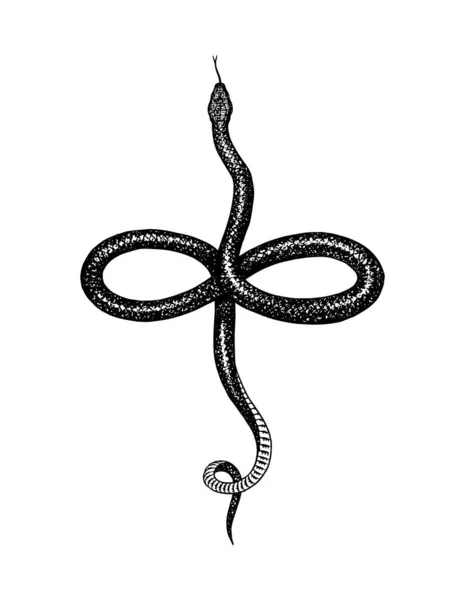 Nonvenomousストックベクター ロイヤリティフリーnonvenomousイラスト Depositphotos