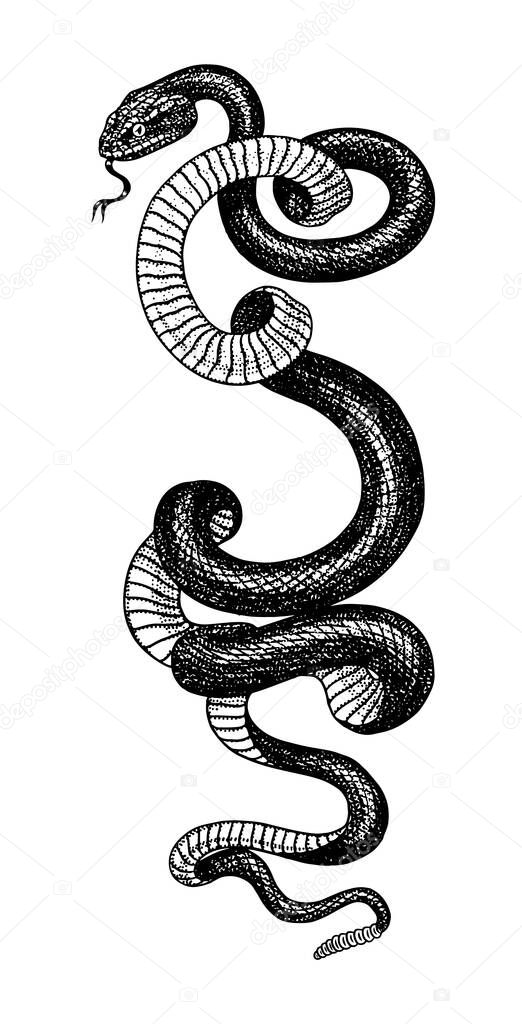 Pit viper. Crotaline snake or pit adders. Venomous Reptilia illustration. Engraved hand drawn in old sketch, vintage style for sticker and tattoo.