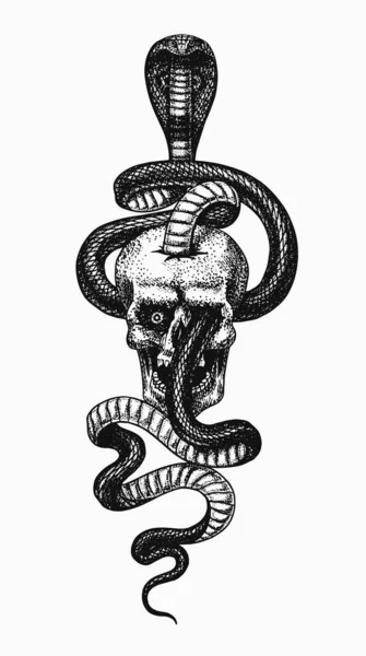 Cobra no crânio. Cobra indiana ou espetacular ou asiática ou binocelular. Ilustração de Reptilia venenosa. Mão gravada desenhada em esboço antigo, estilo vintage para adesivo e tatuagem. — Vetor de Stock