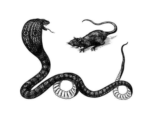 Hint kobrası. Gözlüklü, Asyalı ya da dürbünlü. Zehirli yılan Sürüngen çizimi. Eski bir çizime kazınmış el, sticker ve dövme için klasik bir stil.. — Stok Vektör