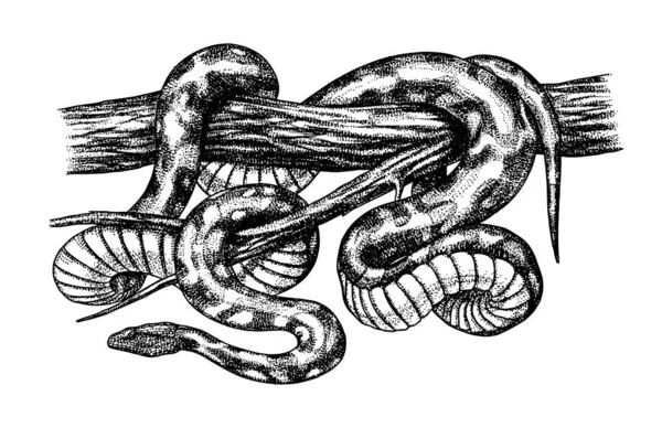 Pythonidae o python. Boinas, boas o boides. Serpiente no venenosa Reptilia ilustración. Mano grabada dibujada en boceto viejo, estilo vintage para pegatina y tatuaje. — Archivo Imágenes Vectoriales